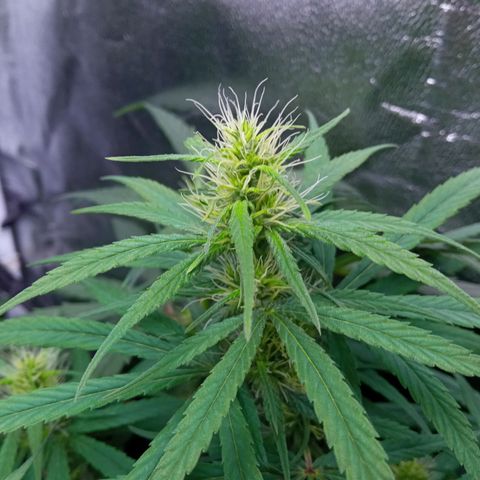 Prensados  growlog timeline photo