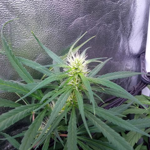 Prensados  growlog timeline photo