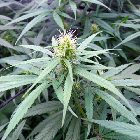 Prensados  growlog timeline photo