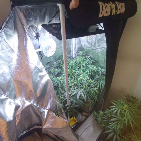 Prensados  growlog timeline photo