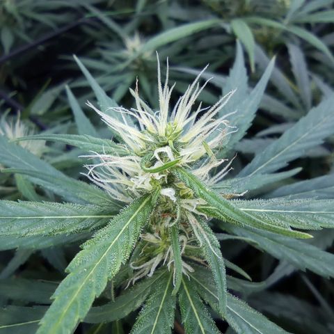 Prensados  growlog timeline photo