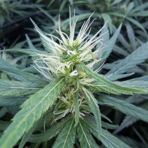 Prensados  growlog timeline photo