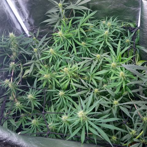 Prensados  growlog timeline photo