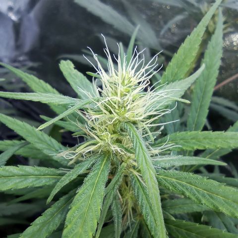 Prensados  growlog timeline photo
