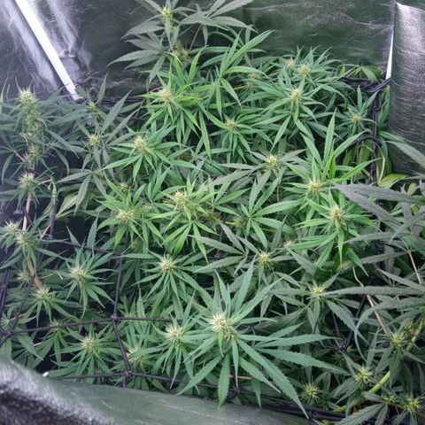 Prensados  growlog timeline photo