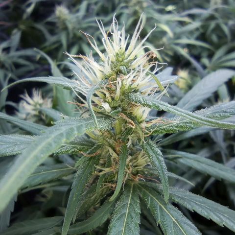 Prensados  growlog timeline photo