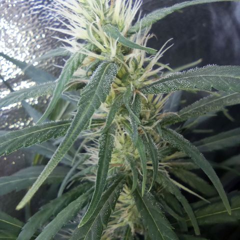 Prensados  growlog timeline photo