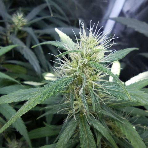 Prensados  growlog timeline photo