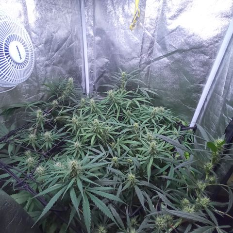 Prensados  growlog timeline photo