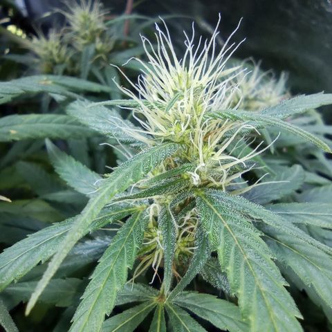 Prensados  growlog timeline photo