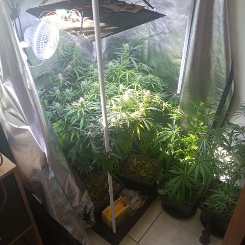 Prensados  growlog timeline photo