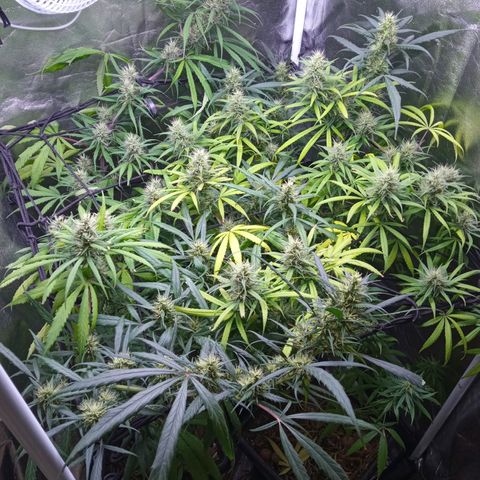 Prensados  growlog timeline photo