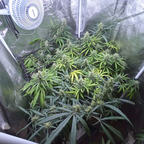 Prensados  growlog timeline photo