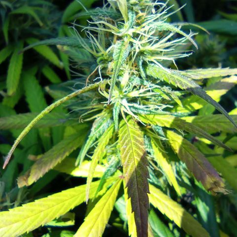 Prensados  growlog timeline photo