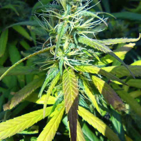 Prensados  growlog timeline photo