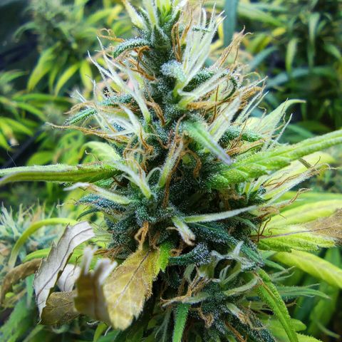 Prensados  growlog timeline photo