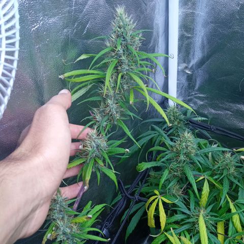 Prensados  growlog timeline photo