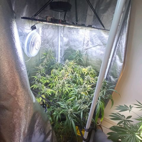 Prensados  growlog timeline photo