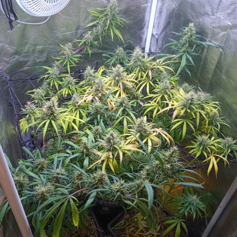 Prensados  growlog timeline photo