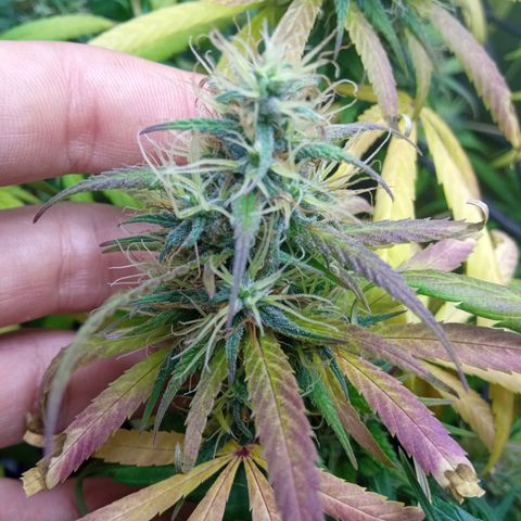 Prensados  growlog timeline photo