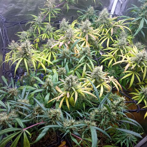 Prensados  growlog timeline photo