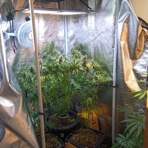 Prensados  growlog photo: Remoção do scrog superior 