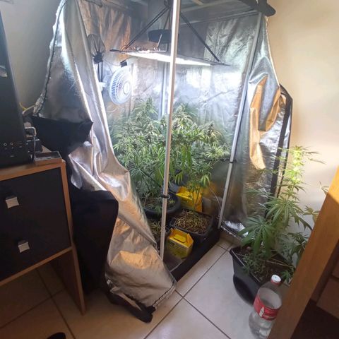 Prensados  growlog photo: Remoção do scrog superior 