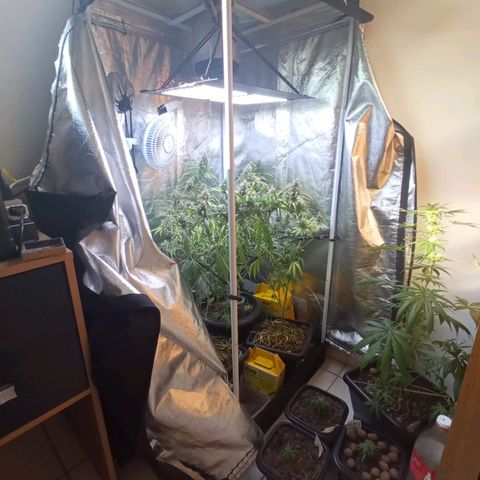 Prensados  growlog photo: Remoção do scrog superior 