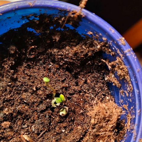 Critical growlog timeline photo