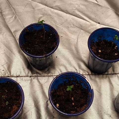 Critical growlog timeline photo