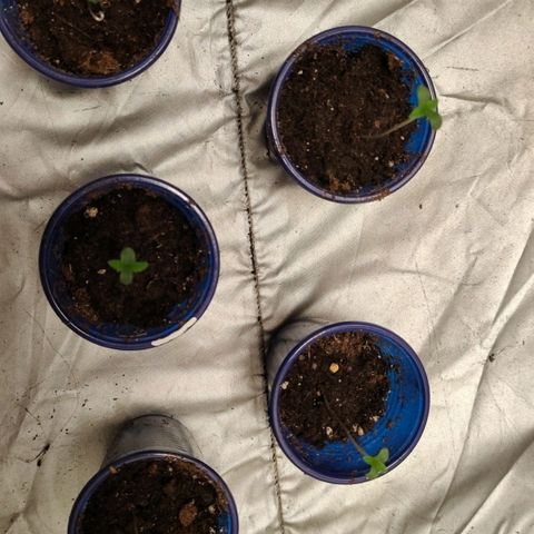 Critical growlog timeline photo
