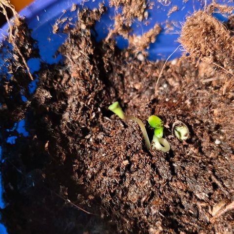 Critical growlog timeline photo