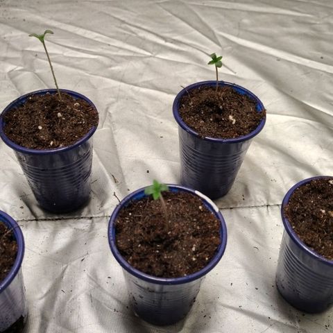 Critical growlog timeline photo