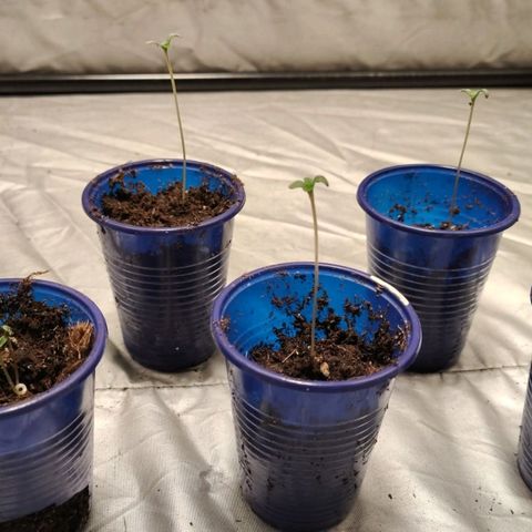 Critical growlog timeline photo