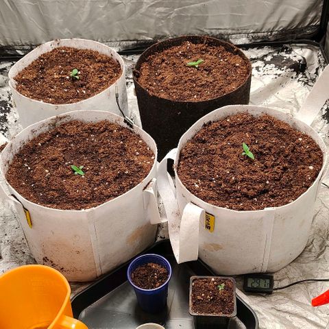 Critical growlog timeline photo