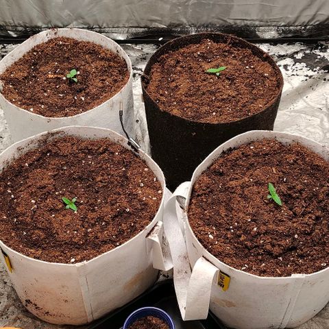 Critical growlog timeline photo