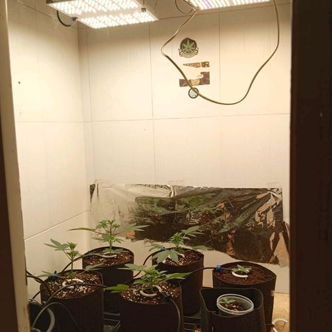Critical growlog timeline photo