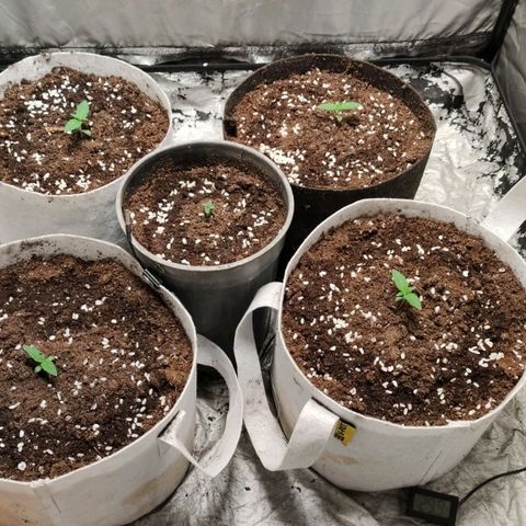 Critical growlog timeline photo
