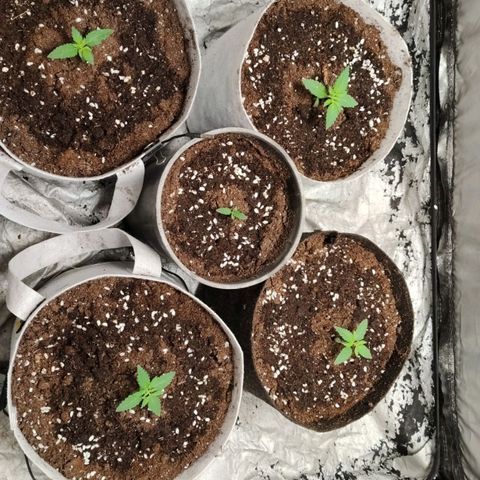 Critical growlog timeline photo