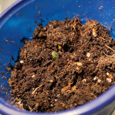 Critical growlog timeline photo