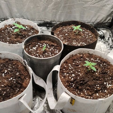 Critical growlog timeline photo