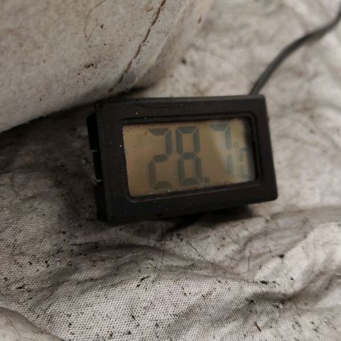 Critical growlog timeline photo