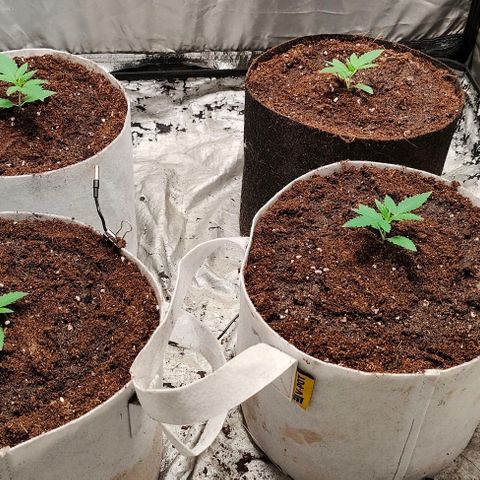 Critical growlog timeline photo