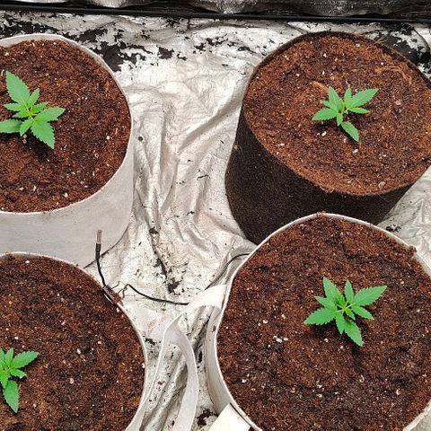 Critical growlog timeline photo
