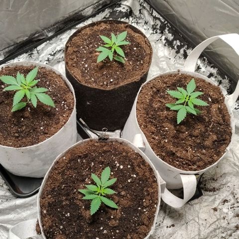 Critical growlog timeline photo