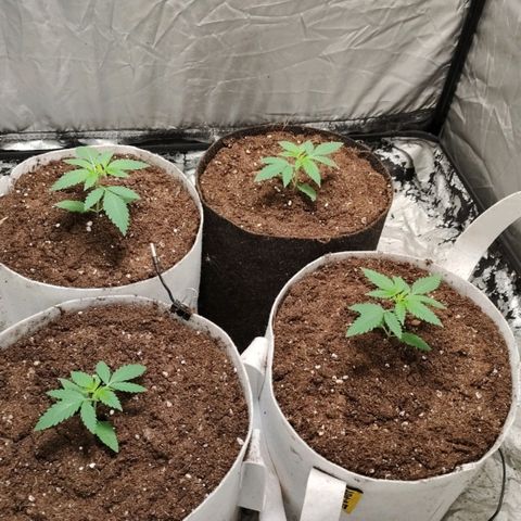 Critical growlog timeline photo