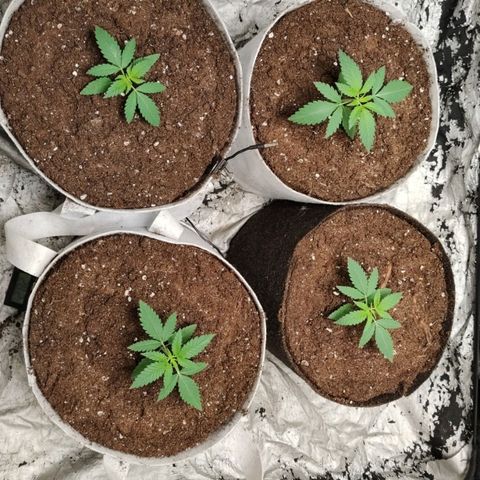 Critical growlog timeline photo