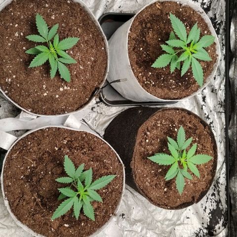 Critical growlog timeline photo