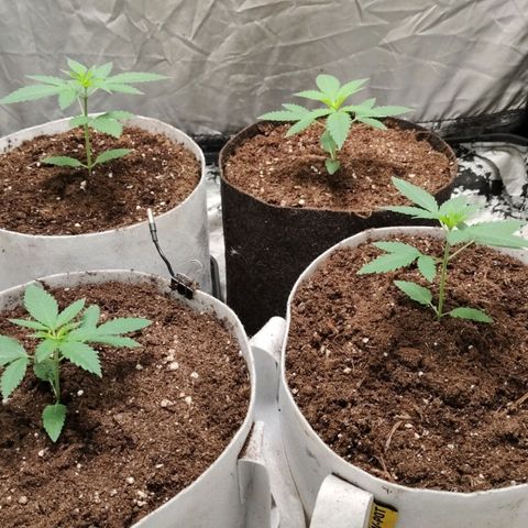 Critical growlog timeline photo