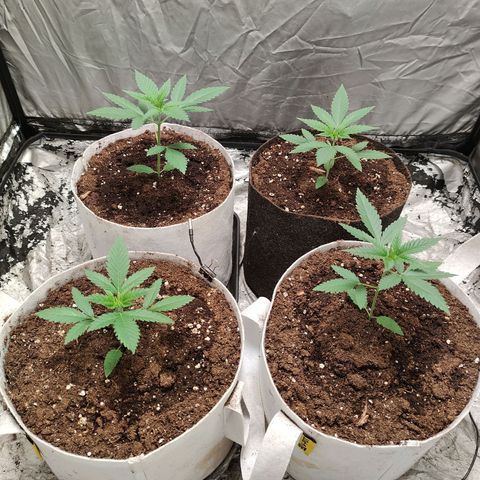 Critical growlog timeline photo